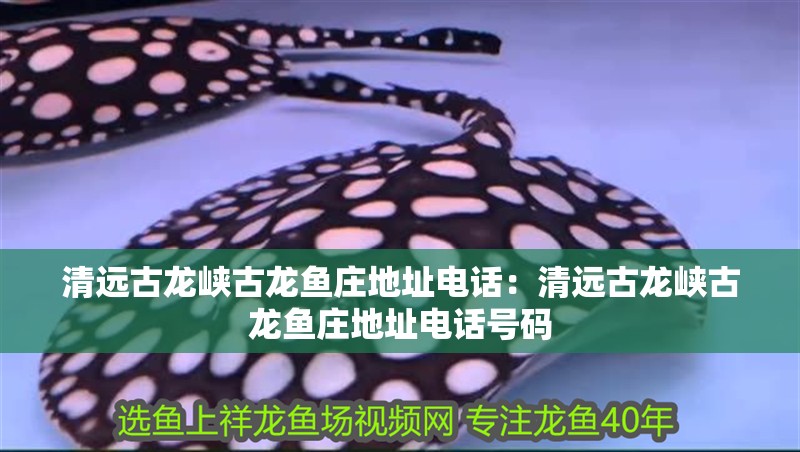 清遠古龍峽古龍魚莊地址電話：清遠古龍峽古龍魚莊地址電話號碼