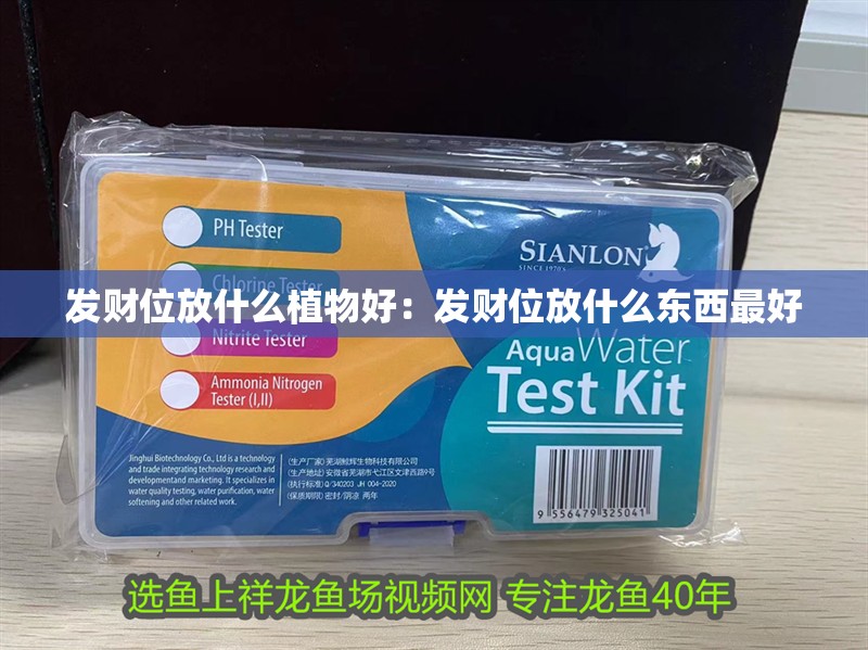 發財位放什么植物好:發財位放什么東西最好 龍魚百科 第2張 發財位放什么植物好:發財位放什么東西最好 發財位放什么植物好:發財位放什么東西最好 龍魚百科 第2張