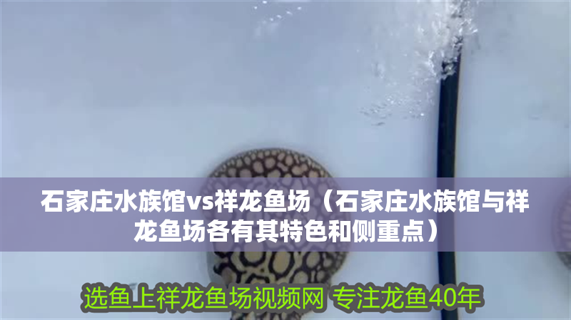 石家莊水族館vs祥龍魚場（石家莊水族館與祥龍魚場各有其特色和側重點）