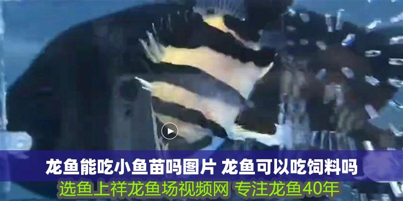 龍魚能吃小魚苗嗎圖片 龍魚可以吃飼料嗎