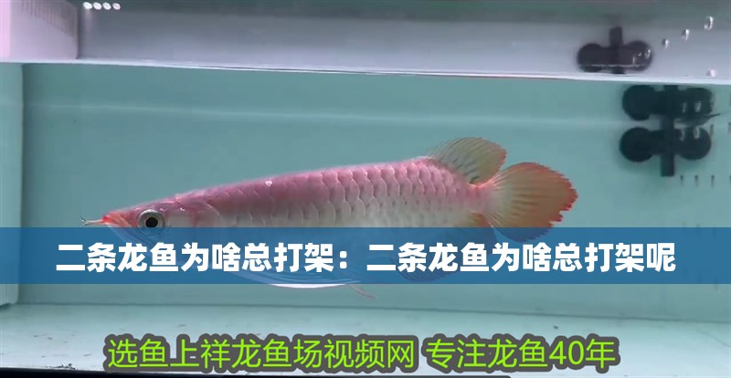二條龍魚為啥總打架：二條龍魚為啥總打架呢