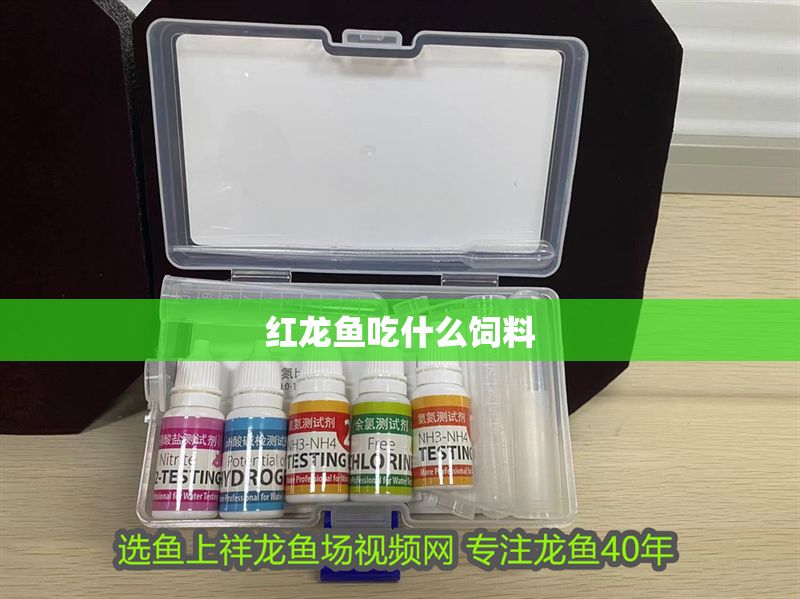 紅龍魚吃什么飼料 龍魚百科 第1張 紅龍魚吃什么飼料 紅龍魚吃什么飼料 龍魚百科 第1張
