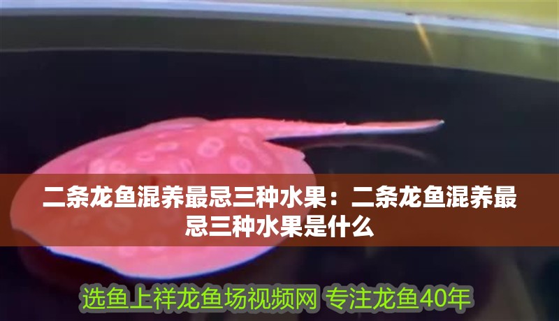 二條龍魚混養最忌三種水果：二條龍魚混養最忌三種水果是什么