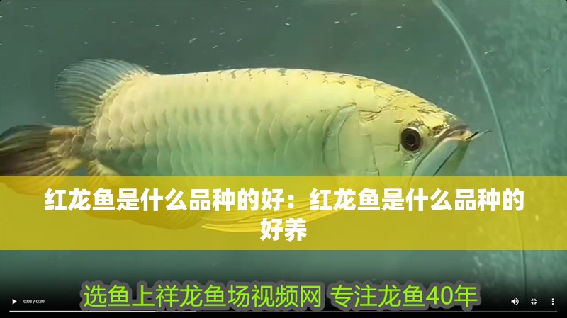 紅龍魚是什么品種的好：紅龍魚是什么品種的好養