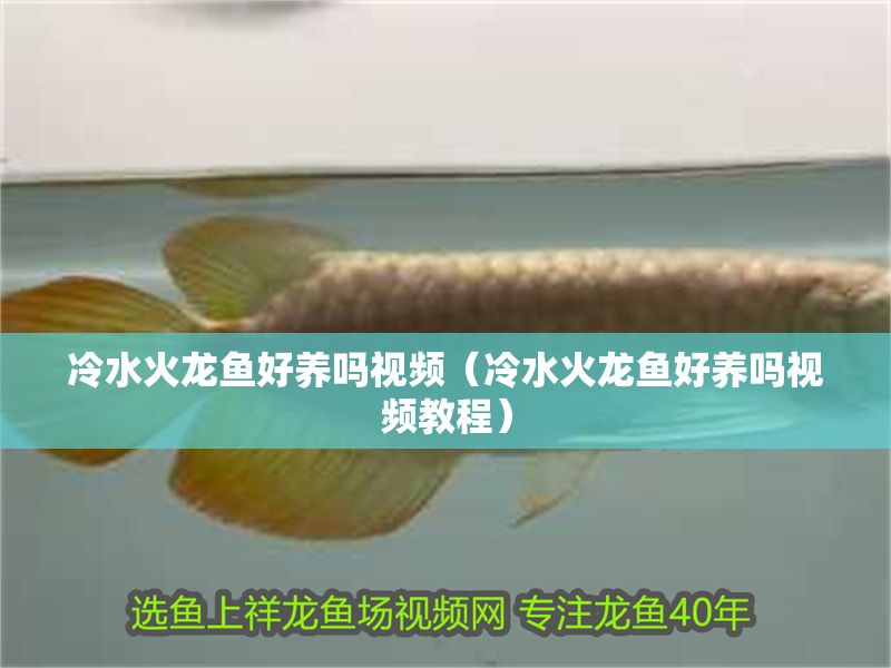 冷水火龍魚好養嗎視頻（冷水火龍魚好養嗎視頻教程）