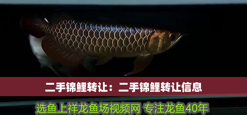 二手錦鯉轉(zhuǎn)讓：二手錦鯉轉(zhuǎn)讓信息