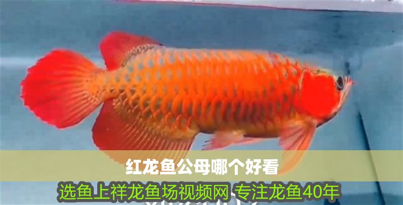 紅龍魚公母哪個好看