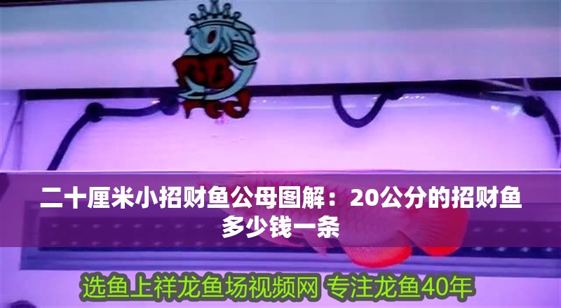 二十厘米小招財(cái)魚公母圖解：20公分的招財(cái)魚多少錢一條 二十厘米小招財(cái)魚公母圖解：20公分的招財(cái)魚多少錢一條 龍魚百科 第1張
