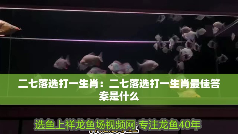 二七落選打一生肖:二七落選打一生肖最佳答案是什么 龍魚百科 第1張 二七落選打一生肖:二七落選打一生肖最佳答案是什么 二七落選打一生肖:二七落選打一生肖最佳答案是什么 龍魚百科 第1張