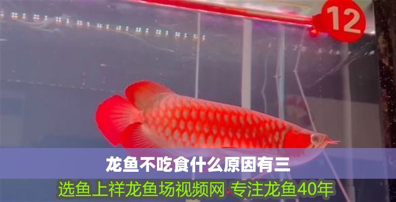 龍魚(yú)不吃食什么原因有三