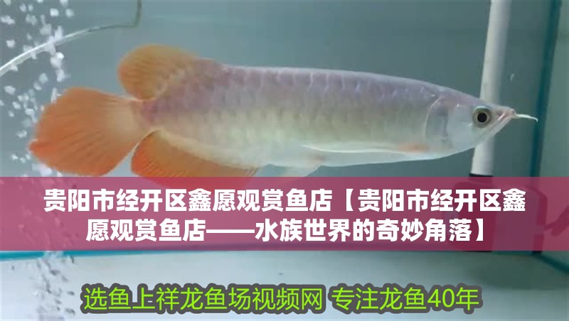 貴陽市經開區鑫愿觀賞魚店【貴陽市經開區鑫愿觀賞魚店——水族世界的奇妙角落】