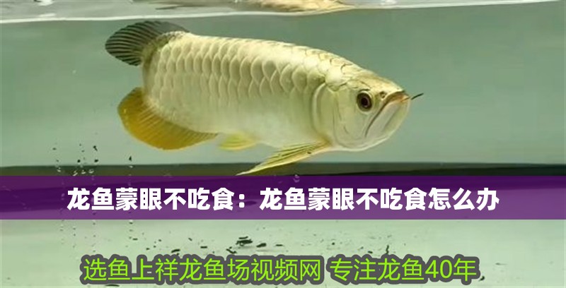 龍魚蒙眼不吃食:龍魚蒙眼不吃食怎么辦 水族問答 龍魚蒙眼不吃食:龍魚蒙眼不吃食怎么辦 龍魚蒙眼不吃食:龍魚蒙眼不吃食怎么辦 水族問答