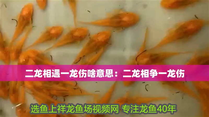 二龍相遇一龍傷啥意思：二龍相爭一龍傷 二龍相遇一龍傷啥意思：二龍相爭一龍傷 龍魚百科 第2張