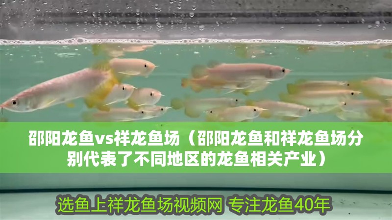 邵陽龍魚vs祥龍魚場（邵陽龍魚和祥龍魚場分別代表了不同地區(qū)的龍魚相關(guān)產(chǎn)業(yè)）