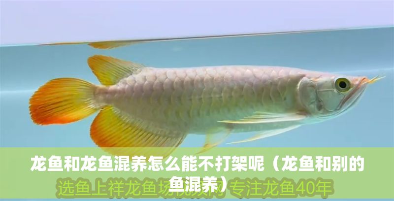 龍魚和龍魚混養怎么能不打架呢（龍魚和別的魚混養）