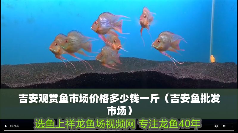 吉安觀賞魚市場價格多少錢一斤（吉安魚批發市場）