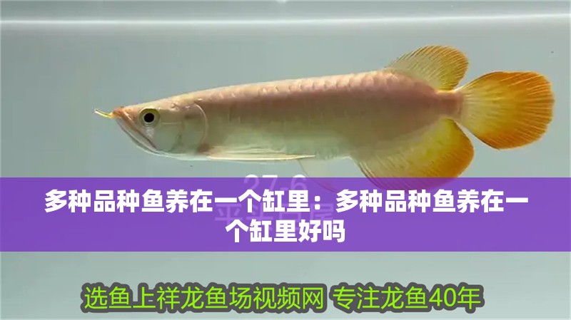 多種品種魚養(yǎng)在一個缸里：多種品種魚養(yǎng)在一個缸里好嗎