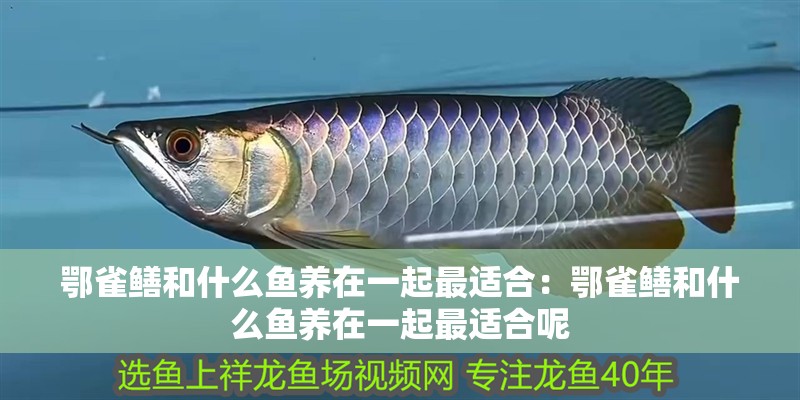 鄂雀鱔和什么魚養(yǎng)在一起最適合：鄂雀鱔和什么魚養(yǎng)在一起最適合呢