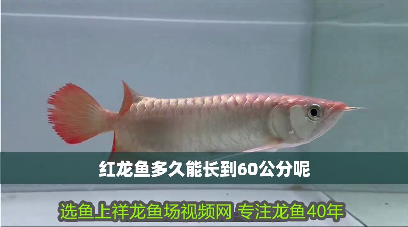 紅龍魚(yú)多久能長(zhǎng)到60公分呢 龍魚(yú)百科 第2張 紅龍魚(yú)多久能長(zhǎng)到60公分呢 紅龍魚(yú)多久能長(zhǎng)到60公分呢 龍魚(yú)百科 第2張