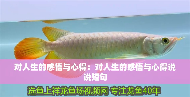 對人生的感悟與心得:對人生的感悟與心得說說短句 龍魚百科 第2張 對人生的感悟與心得:對人生的感悟與心得說說短句 對人生的感悟與心得:對人生的感悟與心得說說短句 龍魚百科 第2張