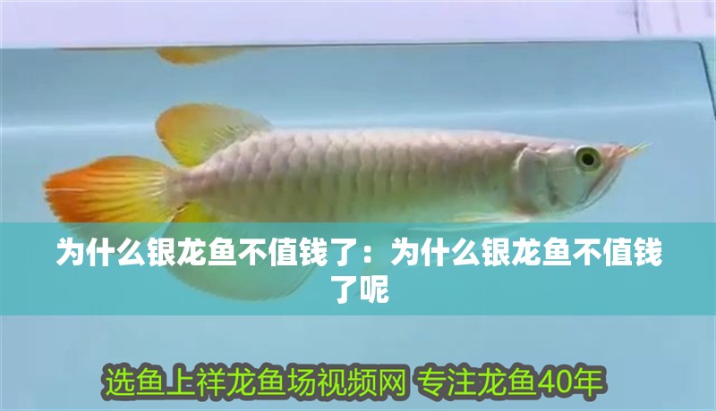 為什么銀龍魚不值錢了：為什么銀龍魚不值錢了呢