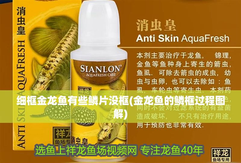 細框金龍魚有些鱗片沒框(金龍魚的鱗框過程圖解) 細框金龍魚有些鱗片沒框(金龍魚的鱗框過程圖解) 龍魚百科 第1張