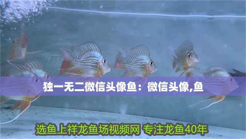 獨一無二微信頭像魚：微信頭像,魚
