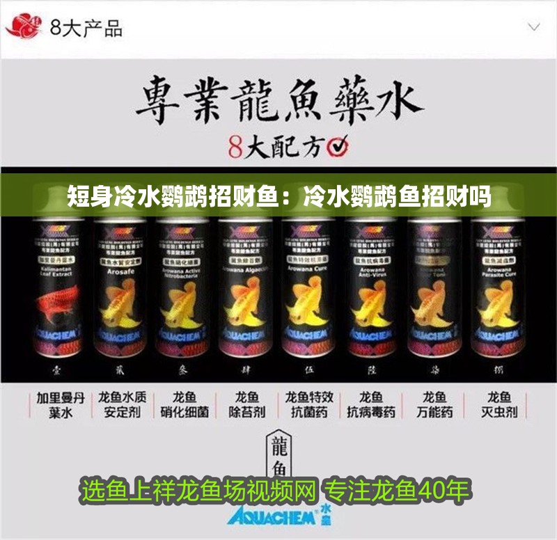 短身冷水鸚鵡招財魚：冷水鸚鵡魚招財嗎