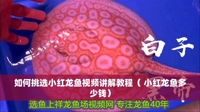 如何挑選小紅龍魚(yú)視頻講解教程（ 小紅龍魚(yú)多少錢(qián)）