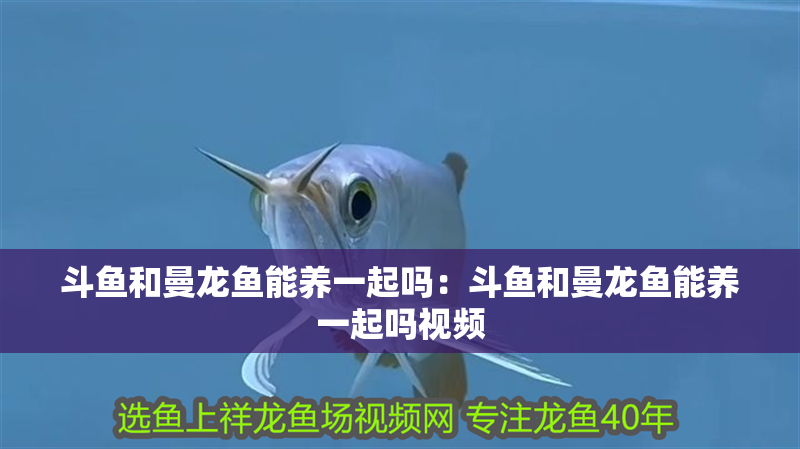 斗魚和曼龍魚能養一起嗎：斗魚和曼龍魚能養一起嗎視頻