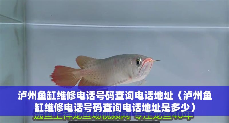 瀘州魚缸維修電話號碼查詢電話地址(瀘州魚缸維修電話號碼查詢電話地址是多少) 龍魚百科 第1張 瀘州魚缸維修電話號碼查詢電話地址(瀘州魚缸維修電話號碼查詢電話地址是多少) 瀘州魚缸維修電話號碼查詢電話地址(瀘州魚缸維修電話號碼查詢電話地址是多少) 龍魚百科 第1張