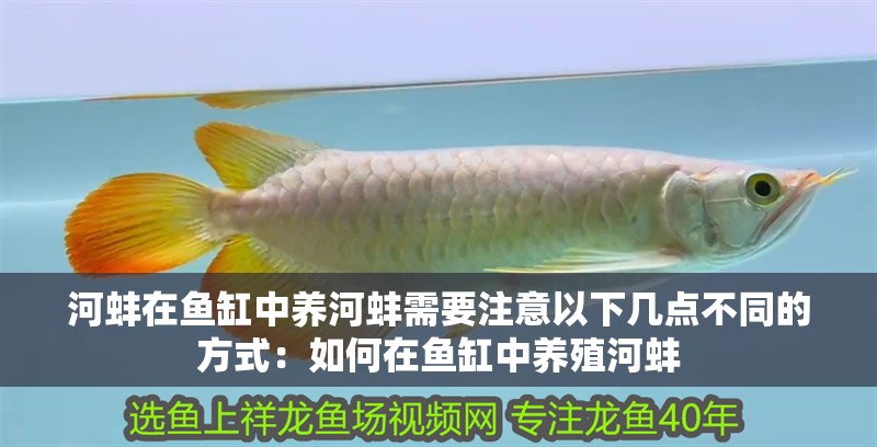 河蚌在魚缸中養河蚌需要注意以下幾點不同的方式：如何在魚缸中養殖河蚌