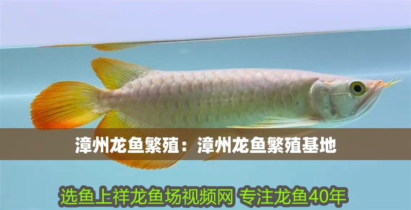 漳州龍魚繁殖：漳州龍魚繁殖基地 漳州龍魚繁殖：漳州龍魚繁殖基地 水族問答