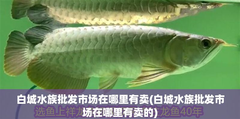 白城水族批發(fā)市場(chǎng)在哪里有賣(白城水族批發(fā)市場(chǎng)在哪里有賣的)