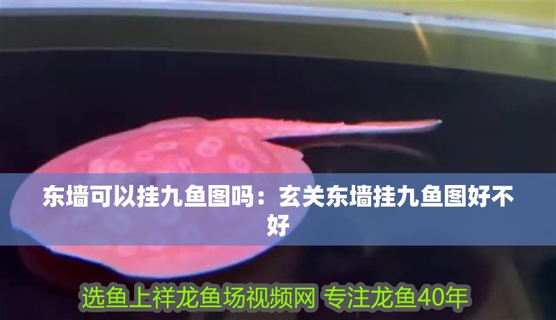 東墻可以掛九魚圖嗎：玄關東墻掛九魚圖好不好 東墻可以掛九魚圖嗎：玄關東墻掛九魚圖好不好 龍魚百科 第2張