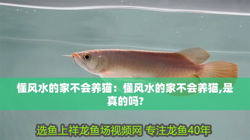 懂風水的家不會養貓：懂風水的家不會養貓,是真的嗎?