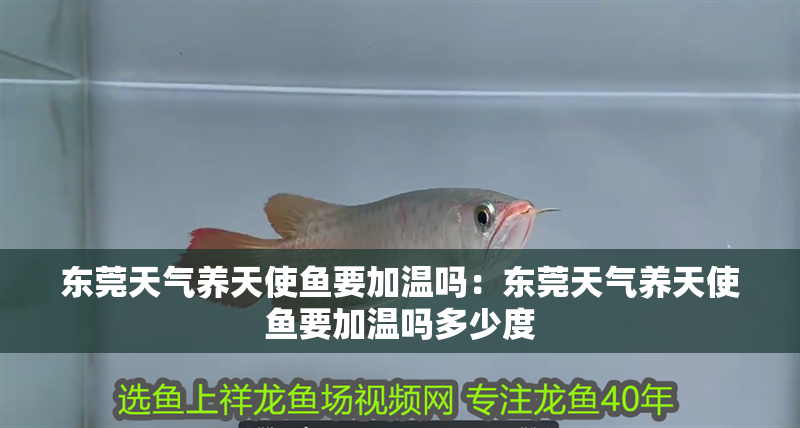 東莞天氣養(yǎng)天使魚要加溫嗎：東莞天氣養(yǎng)天使魚要加溫嗎多少度