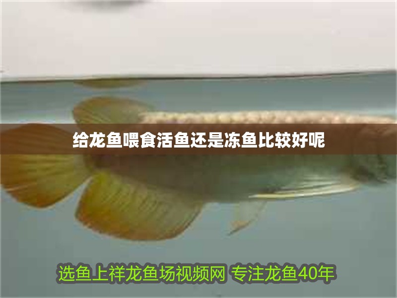 給龍魚喂食活魚還是凍魚比較好呢