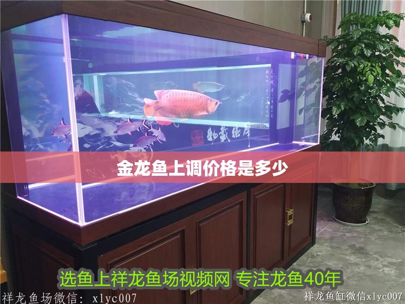 金龍魚上調價格是多少 金龍魚上調價格是多少 龍魚百科 第2張