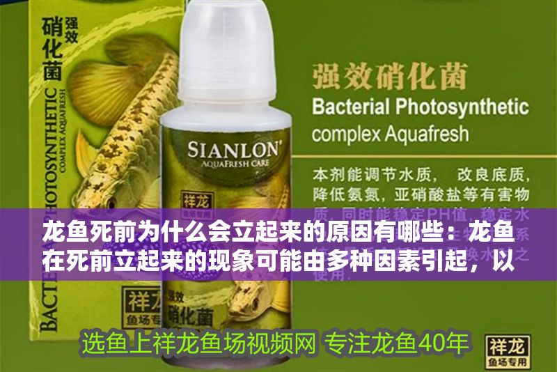 龍魚死前為什么會立起來的原因有哪些：龍魚在死前立起來的現象可能由多種因素引起，以下可能的原因