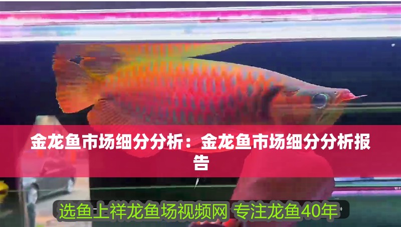 金龍魚市場細分分析：金龍魚市場細分分析報告