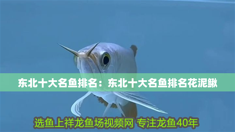 東北十大名魚排名：東北十大名魚排名花泥鰍
