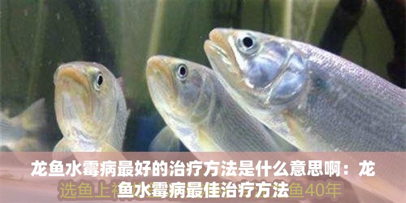 龍魚(yú)水霉病最好的治療方法是什么意思啊：龍魚(yú)水霉病最佳治療方法 龍魚(yú)水霉病最好的治療方法是什么意思啊：龍魚(yú)水霉病最佳治療方法 龍魚(yú)百科 第2張