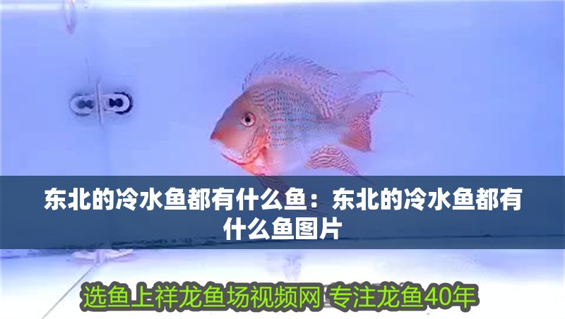 東北的冷水魚(yú)都有什么魚(yú)：東北的冷水魚(yú)都有什么魚(yú)圖片