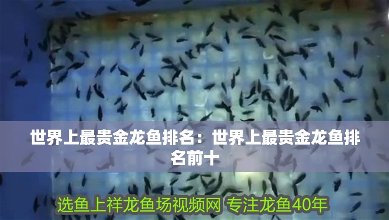 世界上最貴金龍魚排名：世界上最貴金龍魚排名前十 世界上最貴金龍魚排名：世界上最貴金龍魚排名前十 水族問答