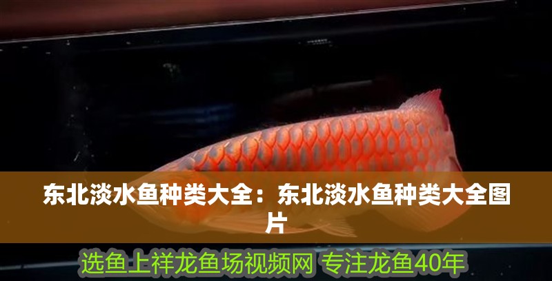 東北淡水魚種類大全:東北淡水魚種類大全圖片 龍魚百科 第1張 東北淡水魚種類大全:東北淡水魚種類大全圖片 東北淡水魚種類大全:東北淡水魚種類大全圖片 龍魚百科 第1張