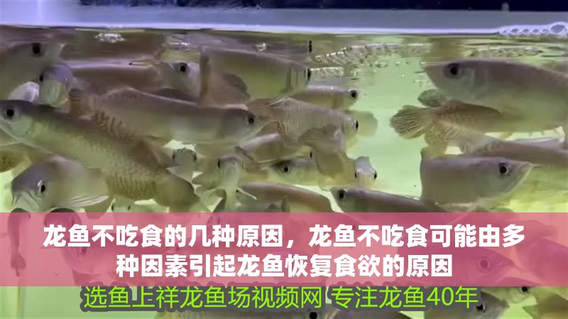 龍魚不吃食的幾種原因，龍魚不吃食可能由多種因素引起龍魚恢復食欲的原因