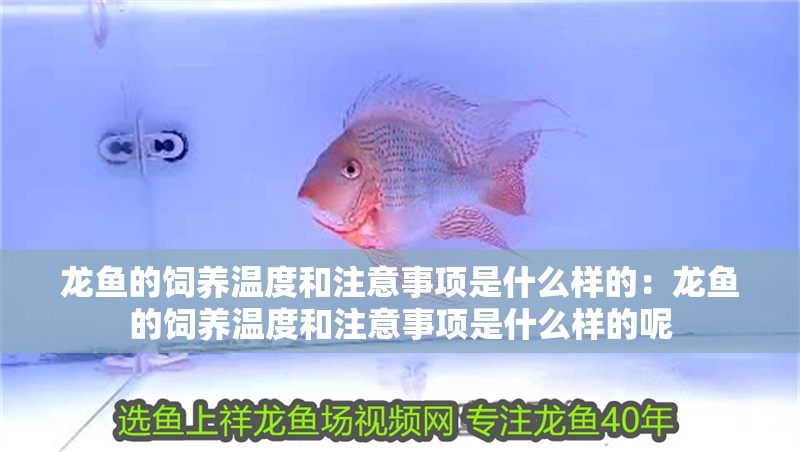 飼料 龍魚的飼養溫度和注意事項是什么樣的:龍魚的飼養溫度和注意事項是什么樣的呢 水族問答 龍魚的飼養溫度和注意事項是什么樣的:龍魚的飼養溫度和注意事項是什么樣的呢 龍魚的飼養溫度和注意事項是什么樣的:龍魚的飼養溫度和注意事項是什么樣的呢 水族問答