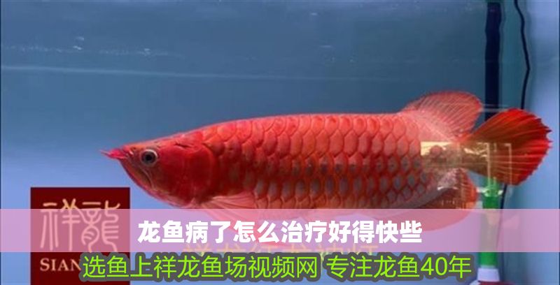 龍魚病了怎么治療好得快些 龍魚病了怎么治療好得快些 龍魚百科 第2張