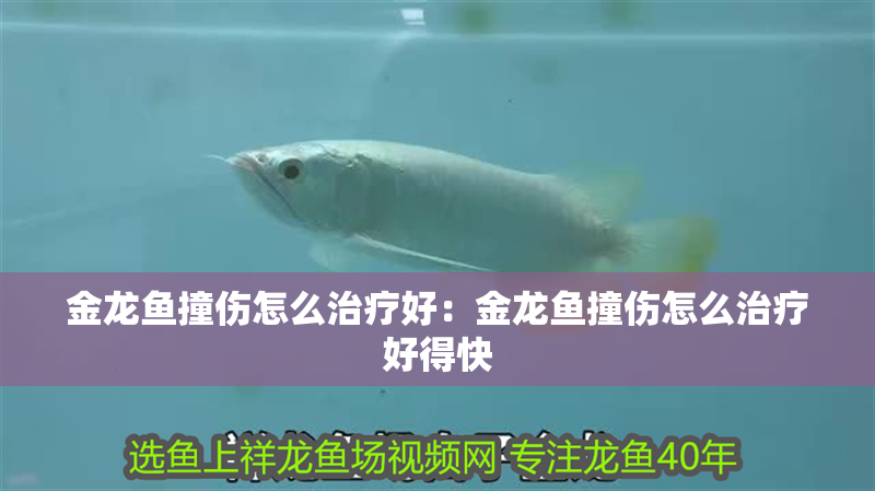 金龍魚撞傷怎么治療好：金龍魚撞傷怎么治療好得快